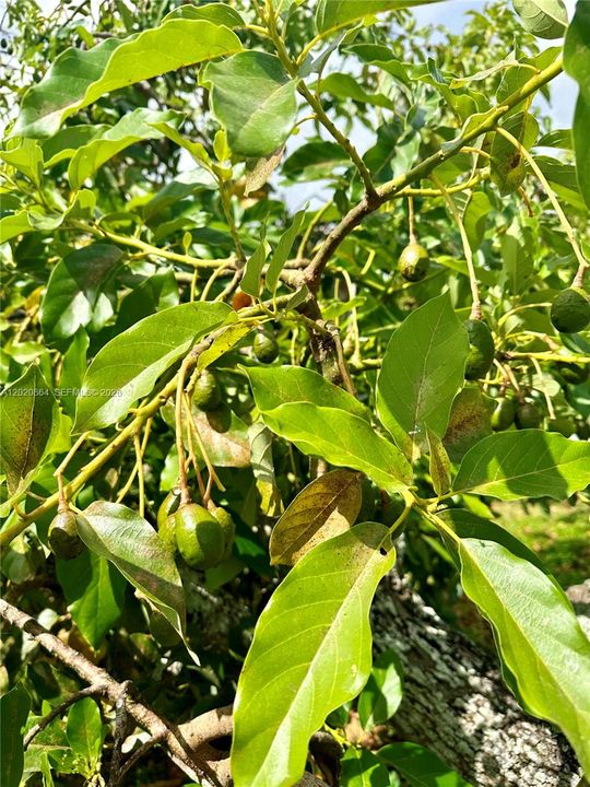 Avocados