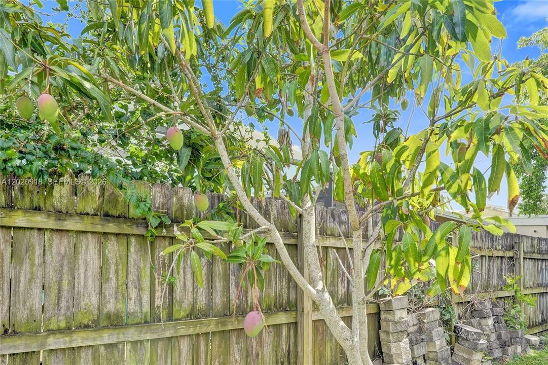 Mango Tree