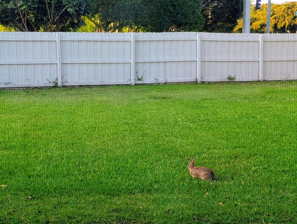 Rabbit Photo