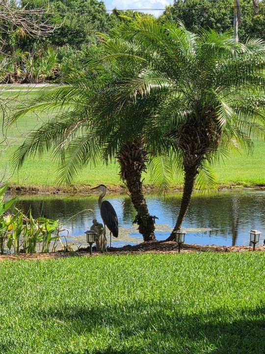 Heron at 2466 SW Bridgeview Terrace