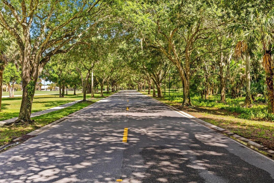 Beautiful oak canopy lined streets