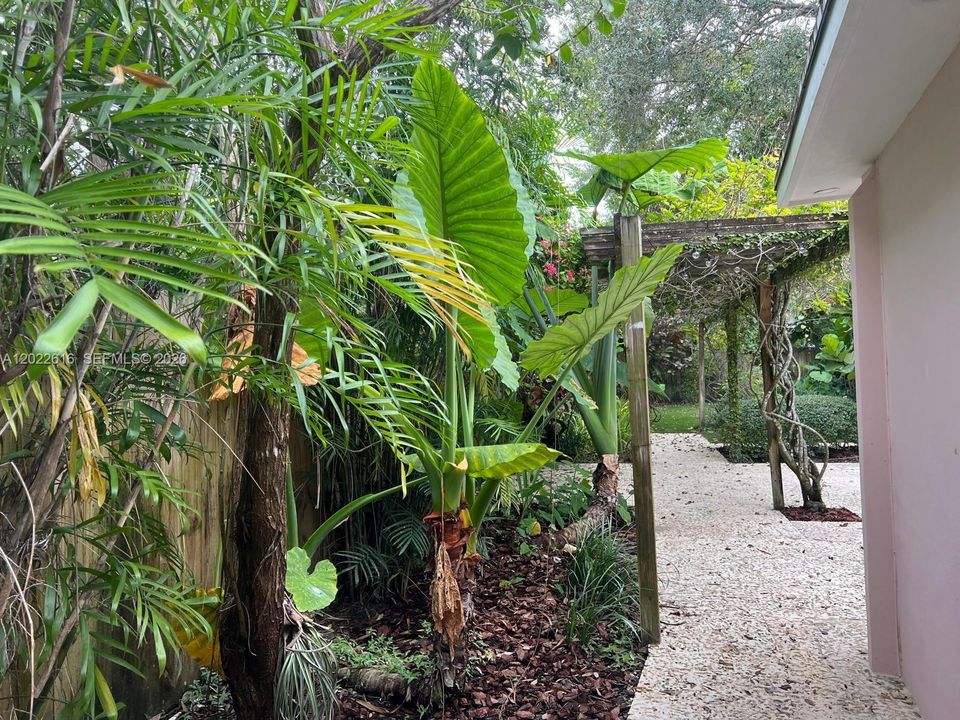 Backyard
