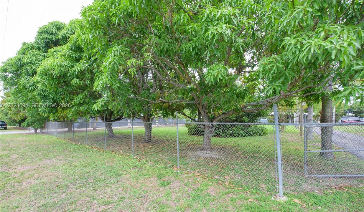 Mature line of Mango Trees ( Front of Property)