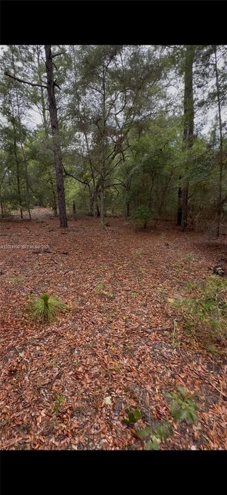 En Venta: $26,000 (135.00 acres)