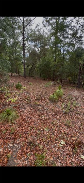 En Venta: $26,000 (135.00 acres)