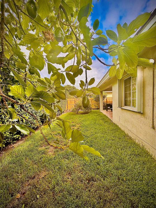 Avocado tree