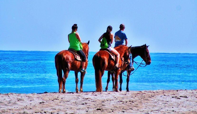 Horses on the Beach