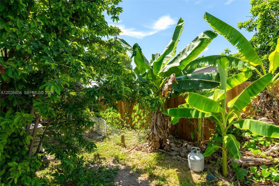 Tropical backyard featuring mature fruit trees, storage sheds, and plenty of green space.