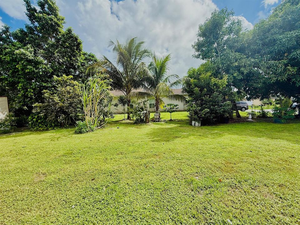 Back Yard