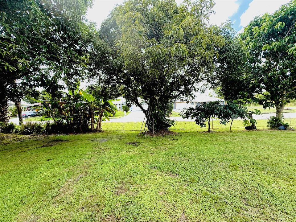 Back Yard