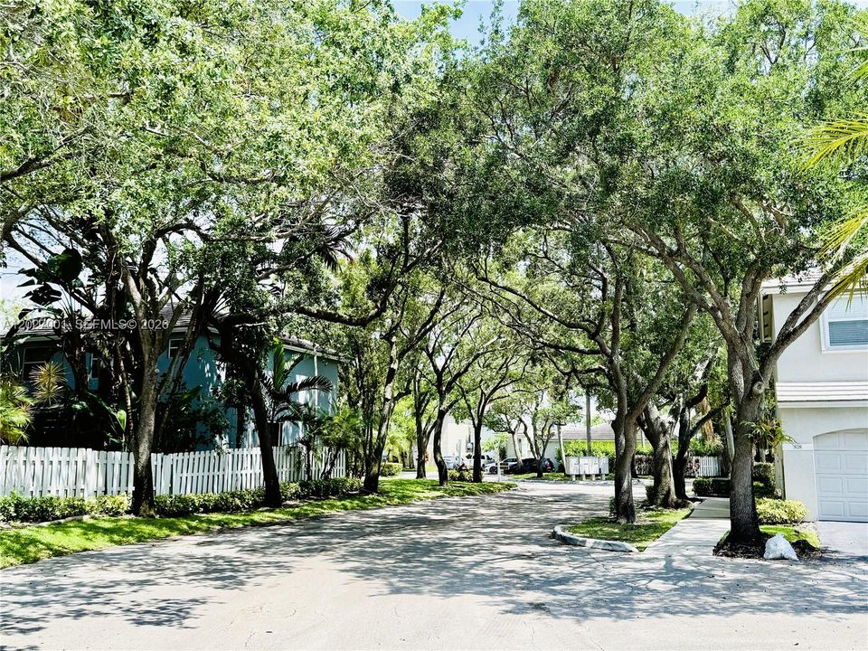 Tree-lined Streets