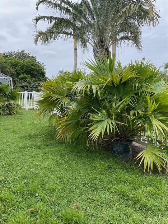 Fenced yard
