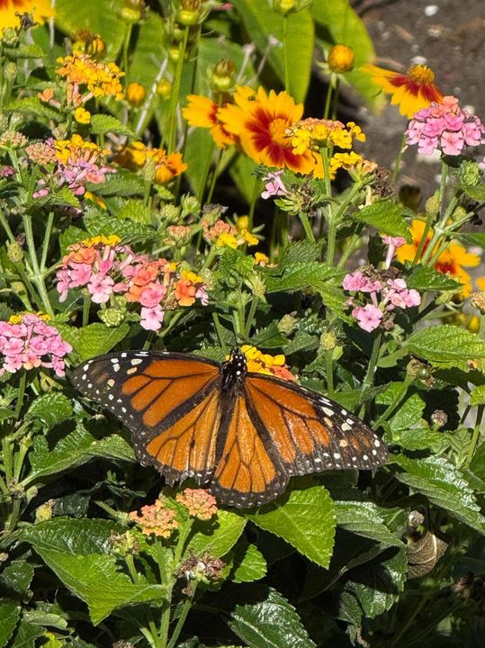 Butterfly Garden