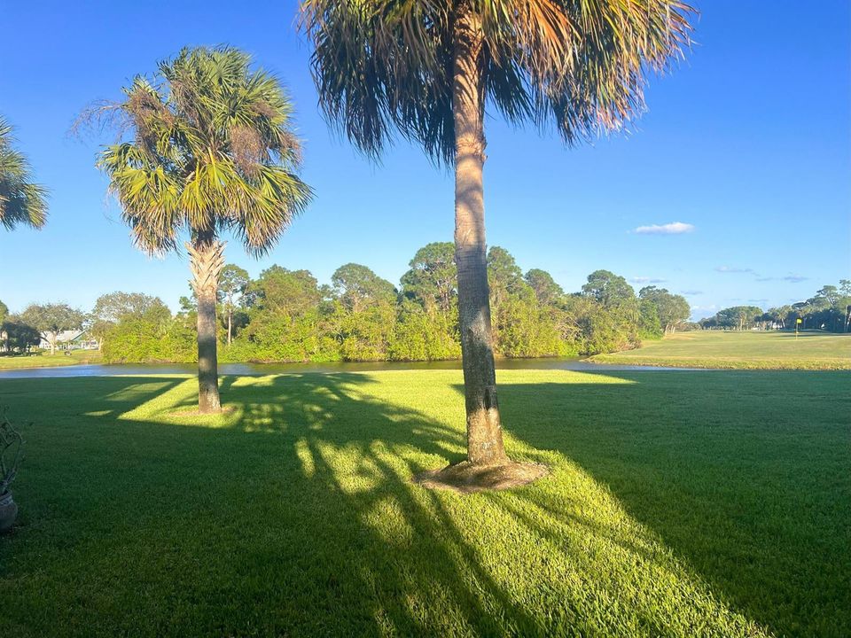 Backyard view