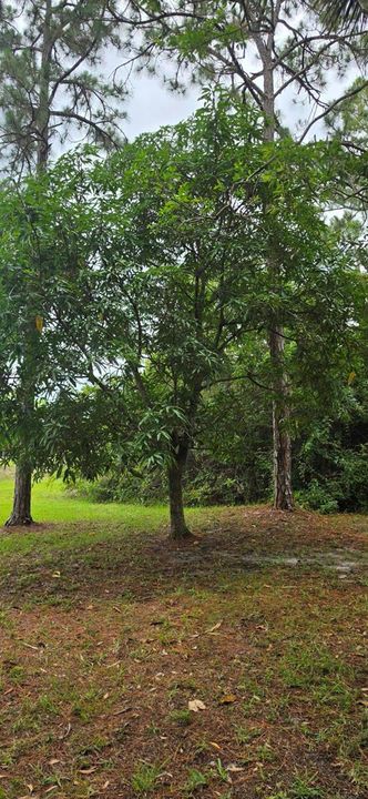 Mango tree