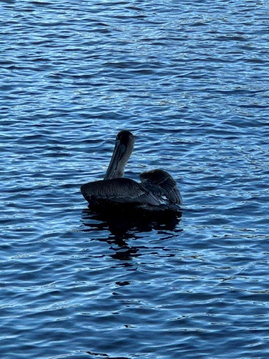 PETE our token Pelican