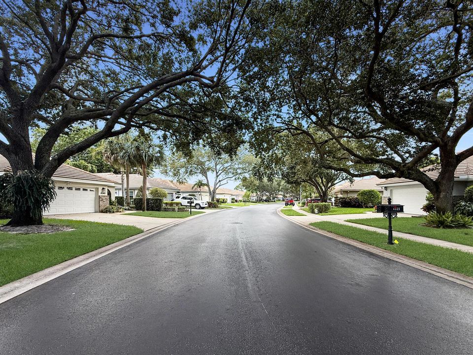 Mature trees