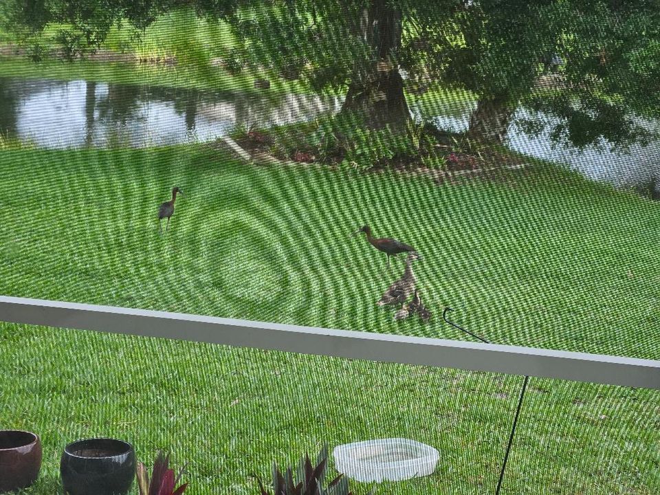 Rear View with Baby Ducks from Screened