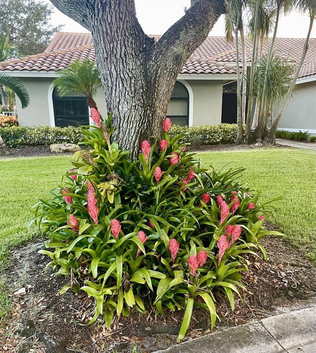 Bromeliads around front tree