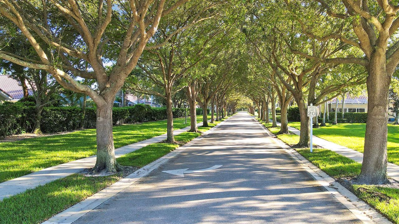 Oaktree lined Street to Clubhouse