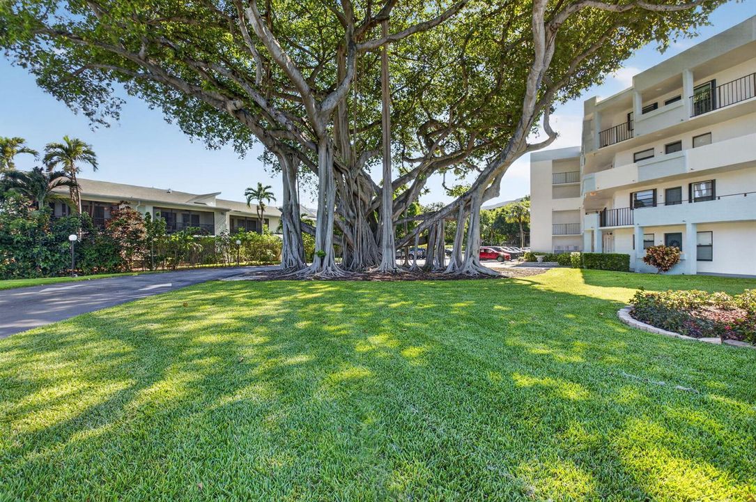 Banyan Tree