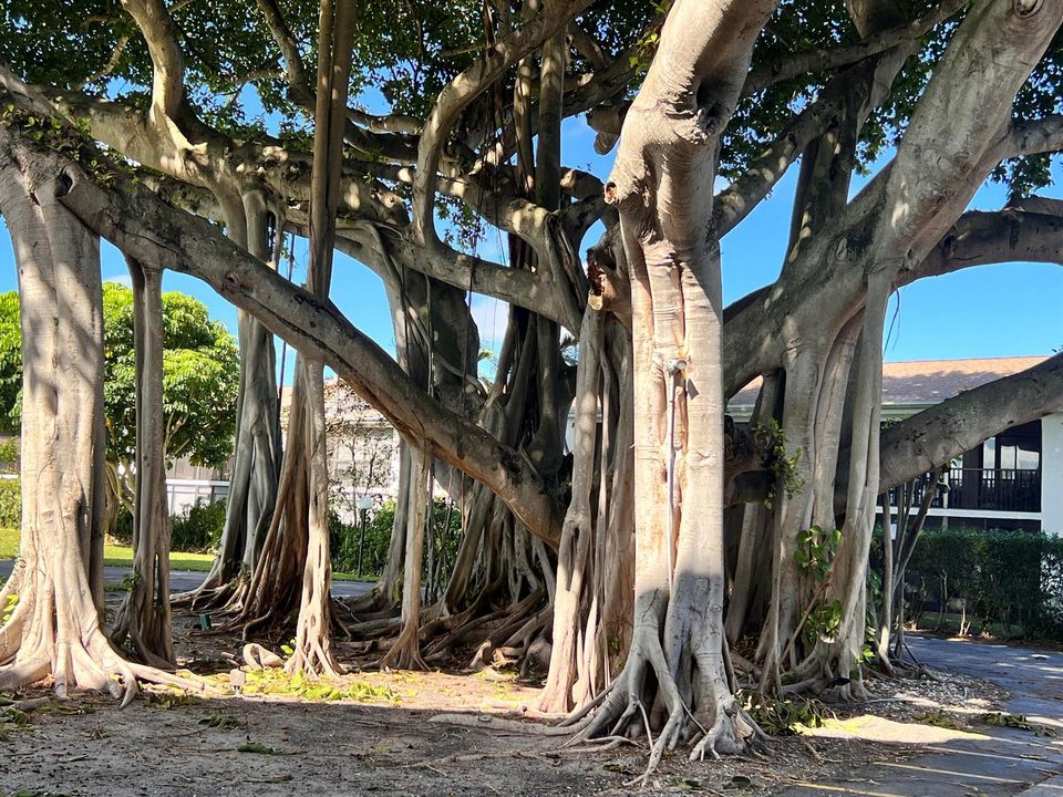 Banyan Tree Village