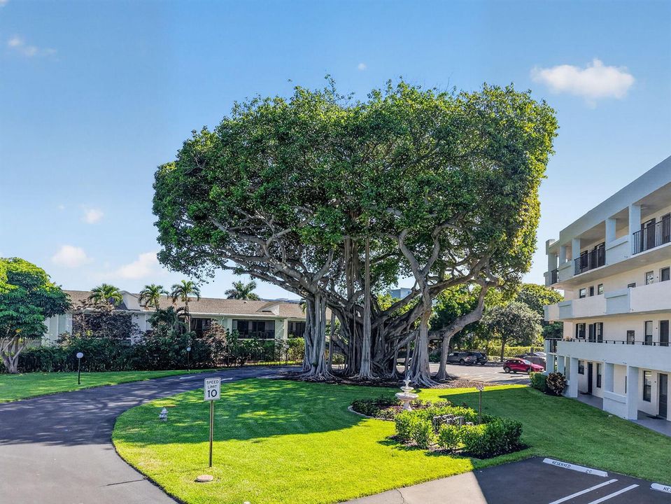 555 Banyan Tree 307
