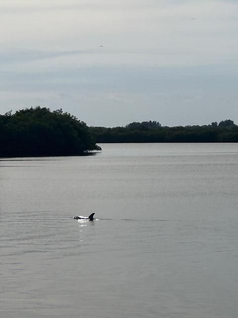 lot 12 dolphin