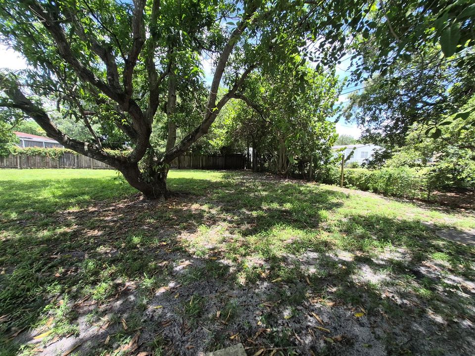 Back Yard