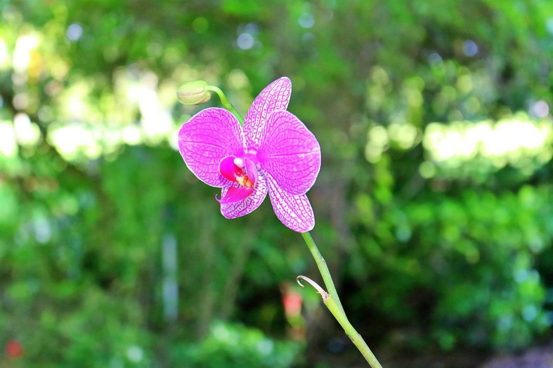 Orchid