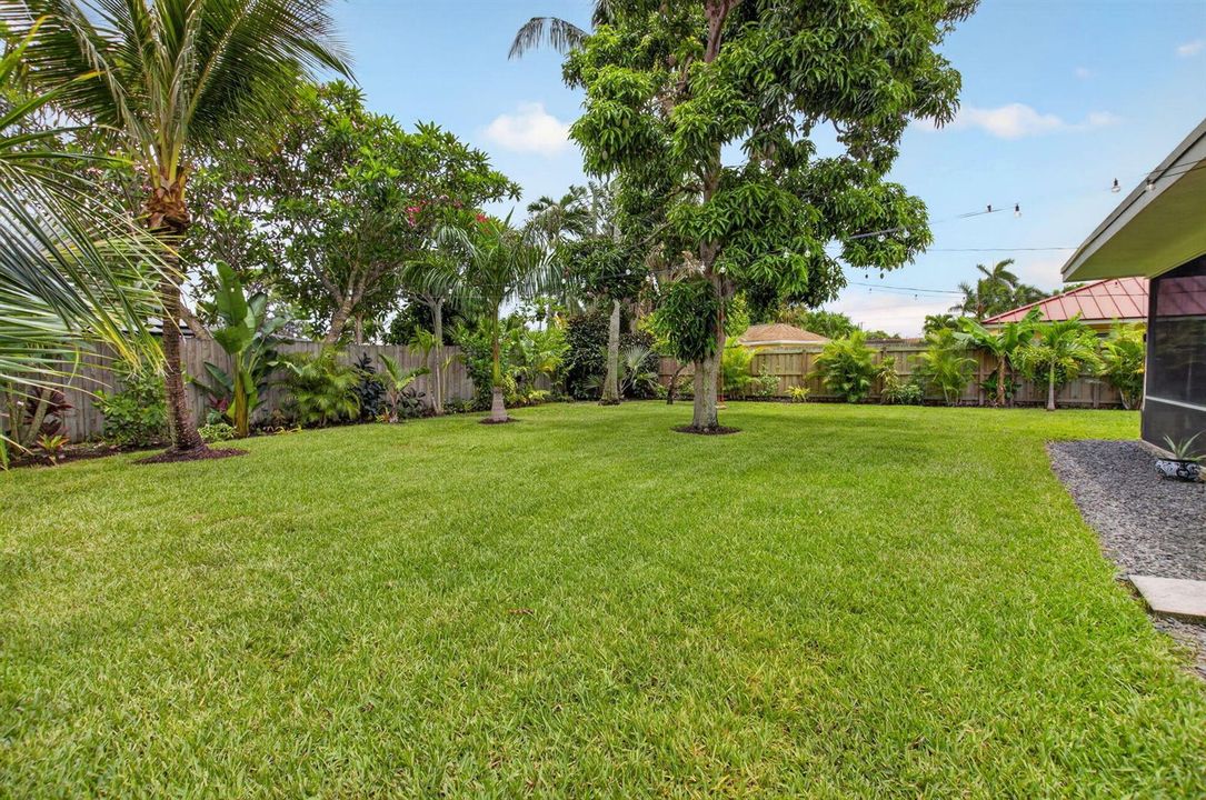 Mango and Avocado Trees