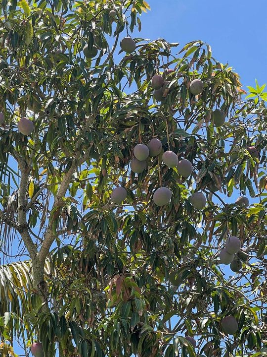 Mangos West Park