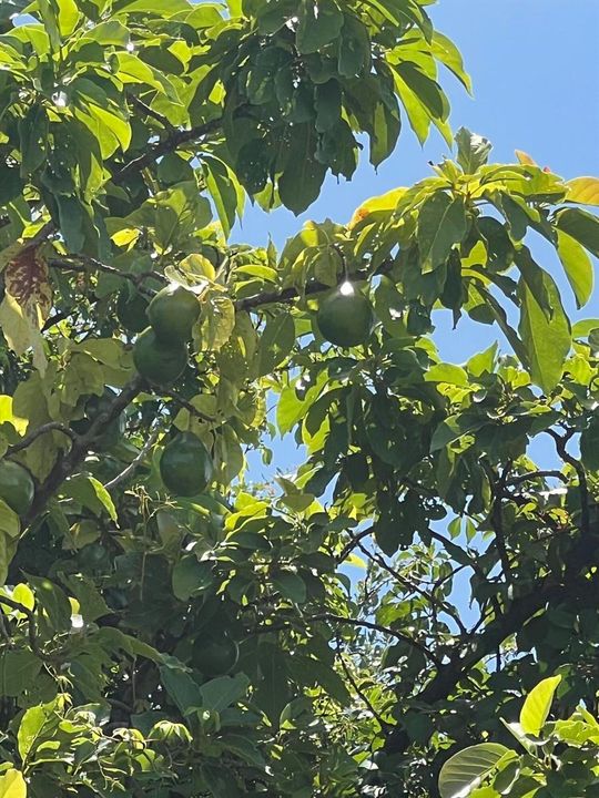 avocado West Park