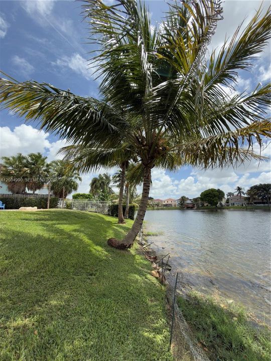 Tropical Trees