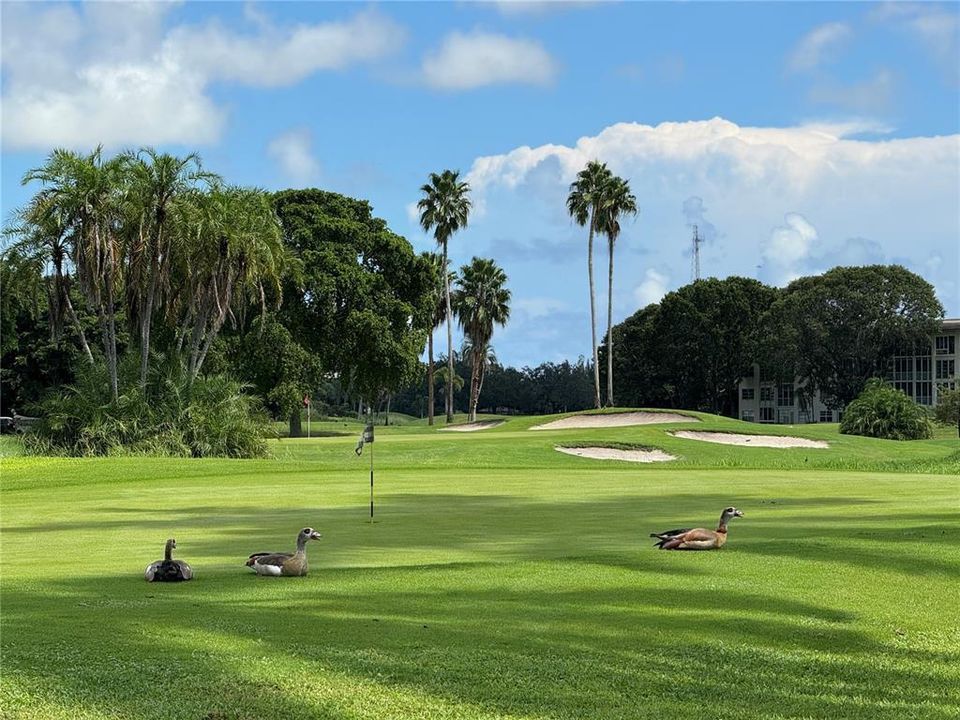 GOLF COURSE
