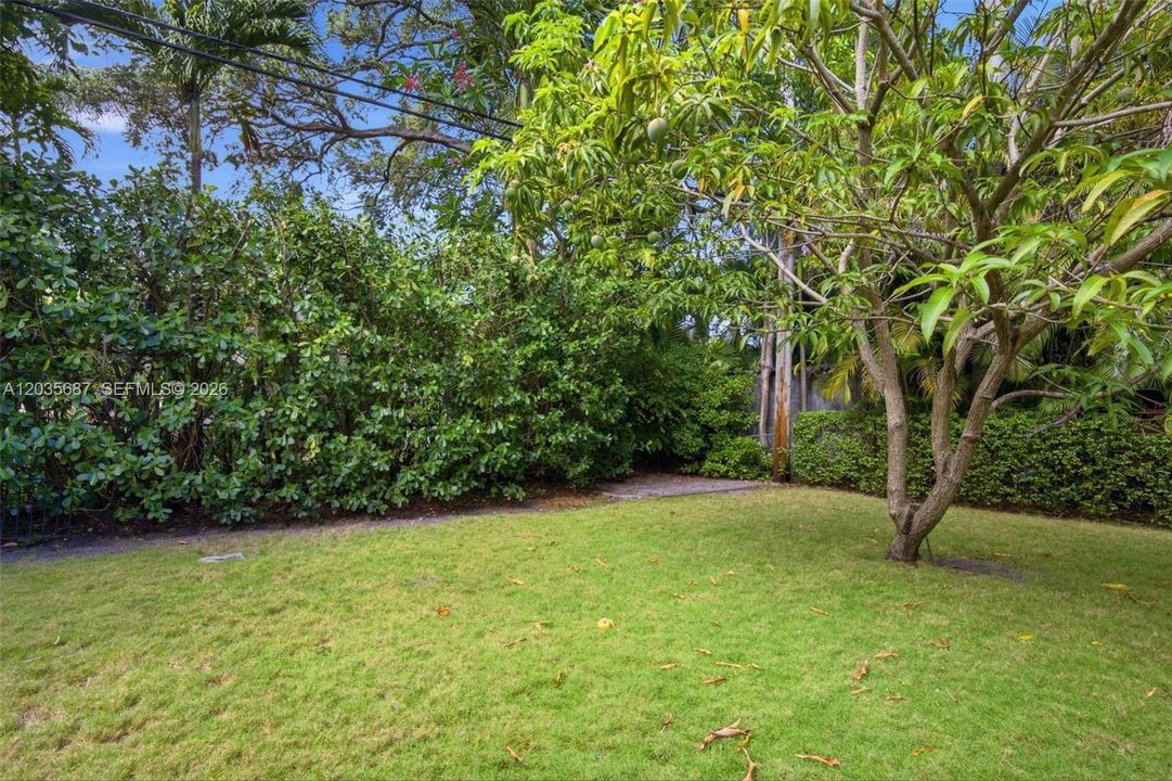 Spacious yard with Mango tree
