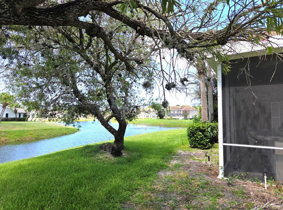 back yard