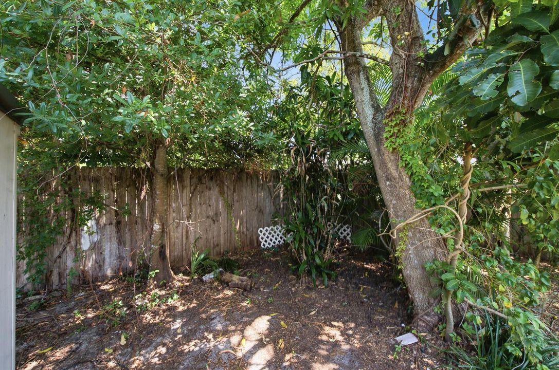 Mango Tree