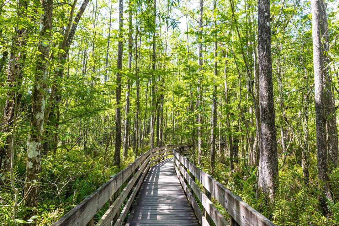 path in woods