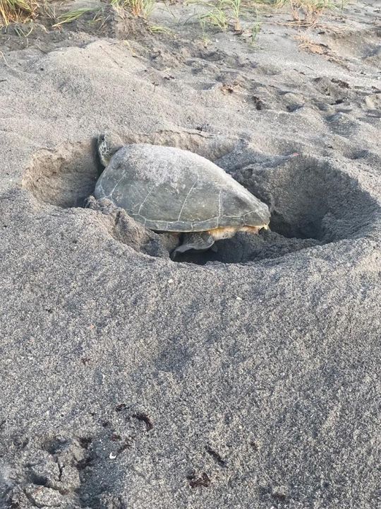 Sea Turtle Nesting