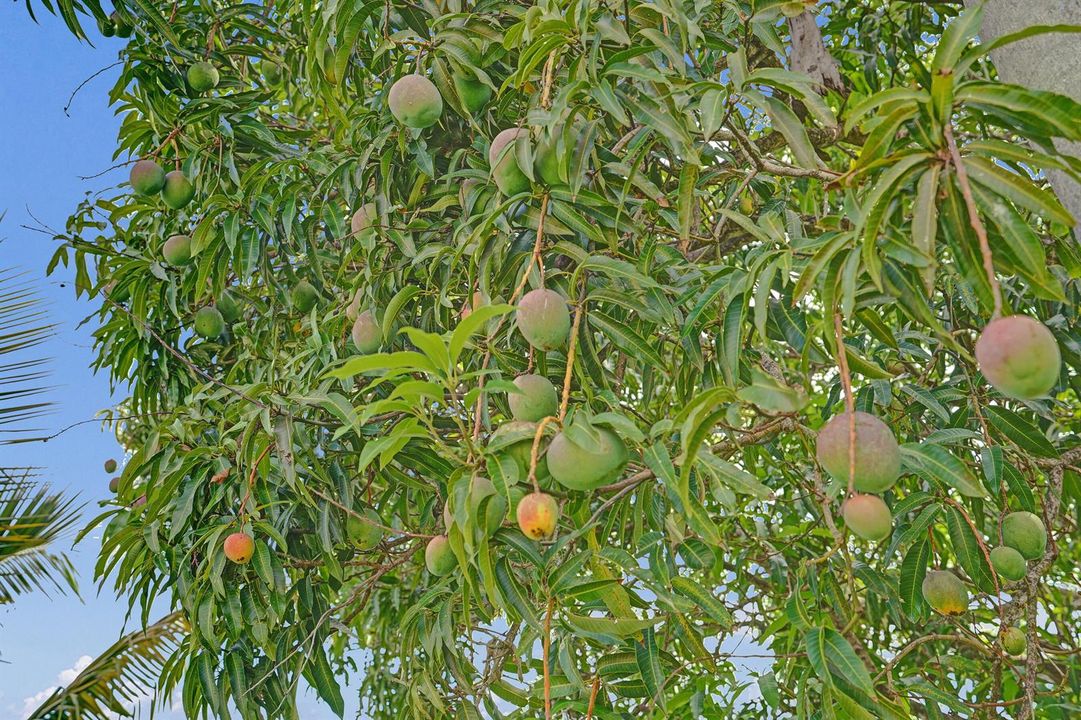 Mango Tree!