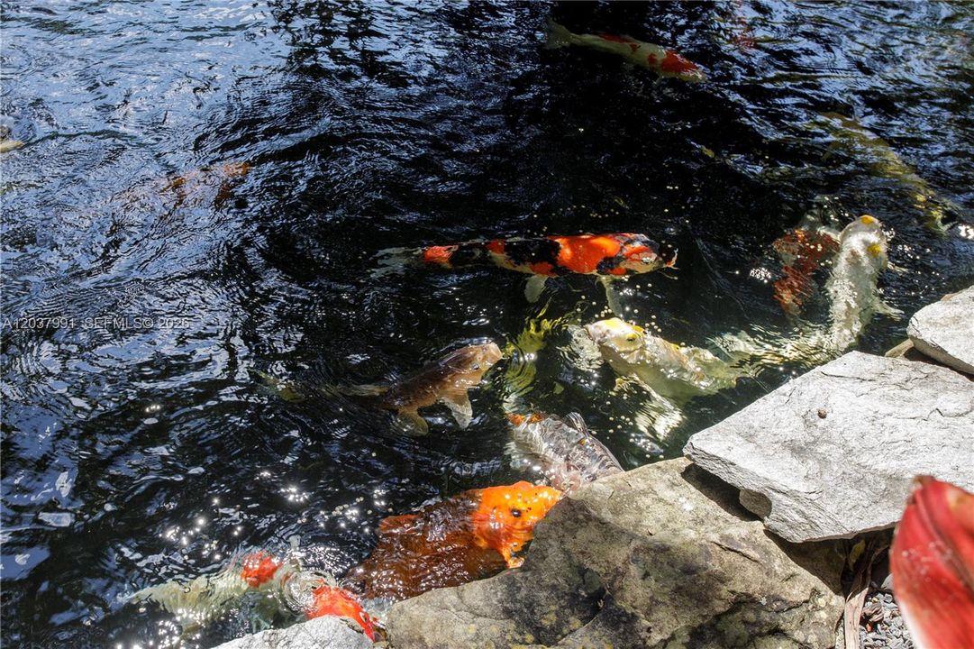 Pond full of colorful koi fish.