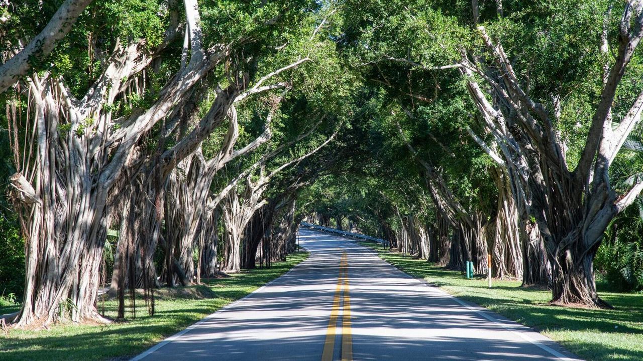 Bridge Road Hobe Sound Florida Banyan Gr