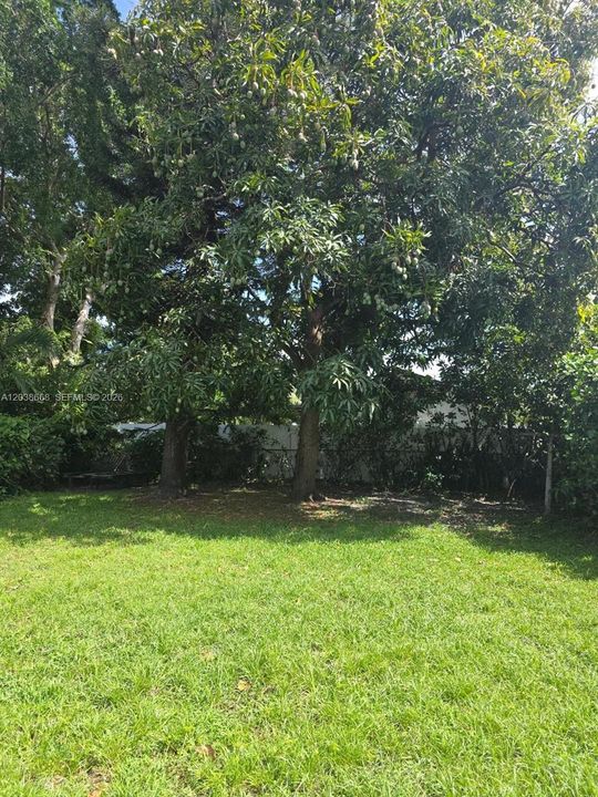 GREAT FENCED YARD WITH FRUIT TREE