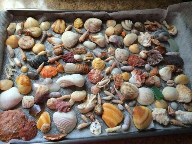 SHELLS FRONT BOYNTON BEACH