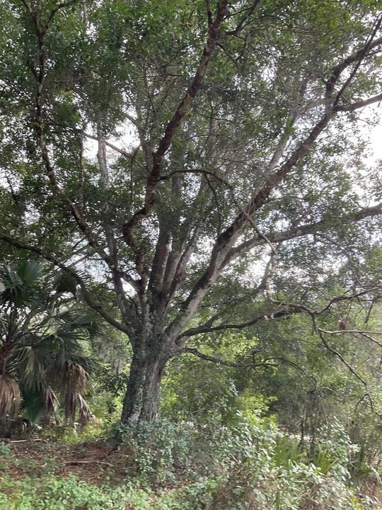 13550 NE 18th Ave Beautiful Oak Tree