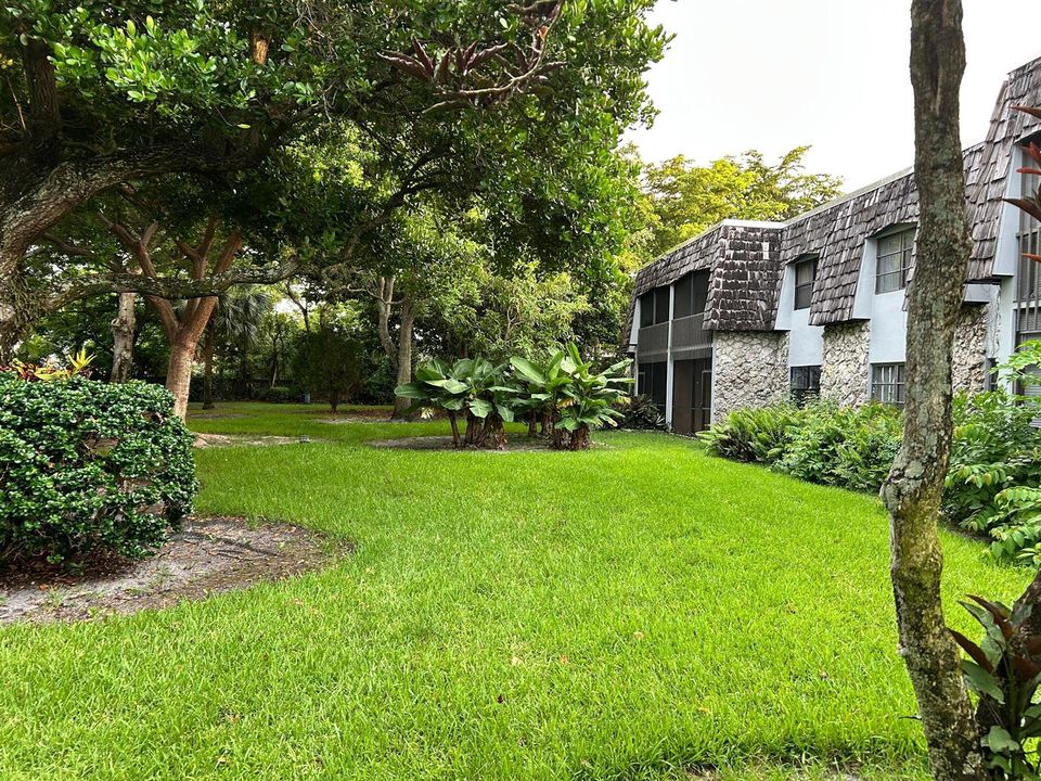Back yard