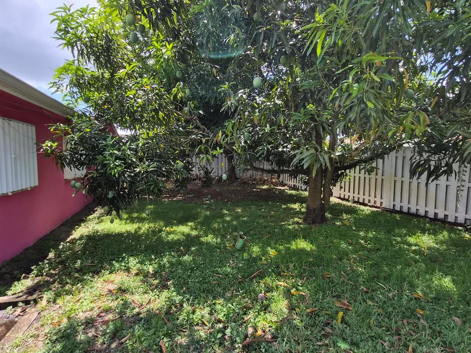 Backyard