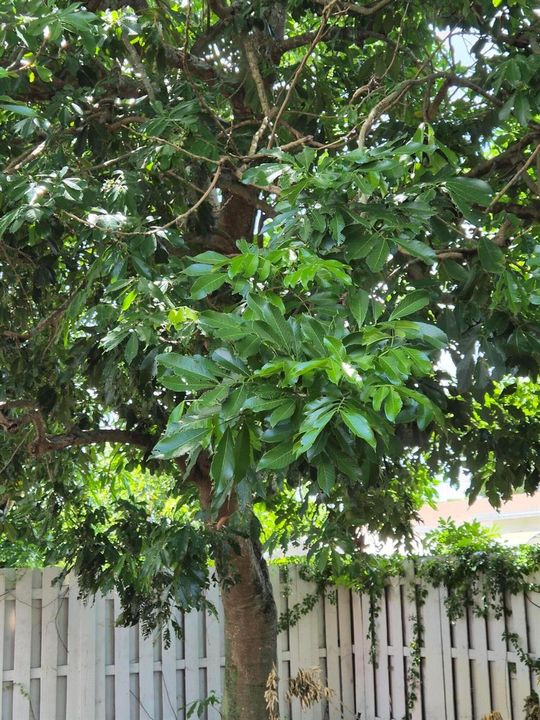 Avocado Tree