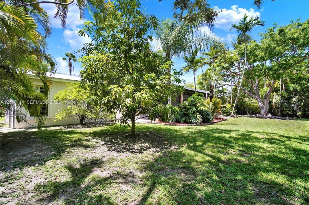 Tropical back yard with mango trees and more